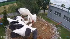 2022-07-12 21_24_47-#Bociany na żywo - #kamera na #gniazdo pod Zambrowem #WhiteStork #nest #livecam .jpg