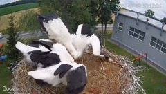 2022-07-12 21_24_57-#Bociany na żywo - #kamera na #gniazdo pod Zambrowem #WhiteStork #nest #livecam .jpg