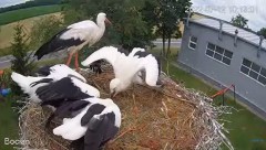 2022-07-12 21_25_52-#Bociany na żywo - #kamera na #gniazdo pod Zambrowem #WhiteStork #nest #livecam .jpg