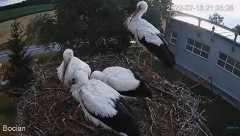 2022-07-16 22_16_49-#Bociany na żywo - #kamera na #gniazdo pod Zambrowem #WhiteStork #nest #livecam .jpg