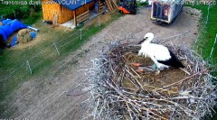 2022-08-02 13_22_55-Grupa EkoLogiczna _ Grupa EkoLogiczna jest ogólnopolską organizacją przyrodniczą.jpg