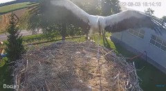 2022-08-03 22_09_20-#Bociany na żywo - #kamera na #gniazdo pod Zambrowem #WhiteStork #nest #livecam .jpg