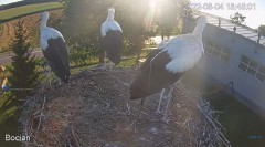 2022-08-04 23_41_42-(1) #Bociany na żywo - #kamera na #gniazdo pod Zambrowem #WhiteStork #nest #live.jpg