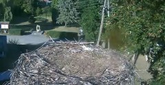 2022-08-05 17_44_50-Gniazdo bociana Tyrawa Wołoska - kamera na żywo WebCamera.pl – Kinza.jpg