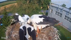 2022-08-06 19_15_50-#Bociany na żywo - #kamera na #gniazdo pod Zambrowem #WhiteStork #nest #livecam .jpg