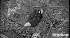 2022-10-31 22_17_03-southwest florida eagle cam live – Southwest Florida Eagle Cam – Slimjet.png