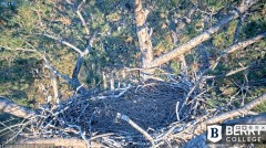 2022-11-08 23_11_28-Berry College Eagle Cams - 2022 – Cent Browser.jpg