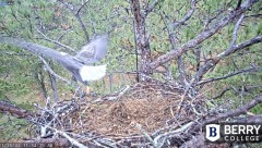 2022-11-15 20_36_27-Berry College Eagle Cams - 2022 – Cent Browser.jpg