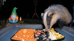 2022-11-20 21_24_19-Ground Feeding Webcam in Sheffield, England. Birds, Squirrels, Badgers, Foxes an.jpg