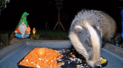 2022-11-20 21_24_32-Ground Feeding Webcam in Sheffield, England. Birds, Squirrels, Badgers, Foxes an.jpg