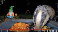 2022-11-20 21_24_35-Ground Feeding Webcam in Sheffield, England. Birds, Squirrels, Badgers, Foxes an.jpg