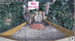 2022-11-24 20_18_23-bird table watch LIVE new table test run - YouTube – Maxthon.jpg