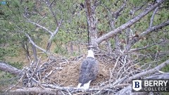 2022-11-24 23_29_18-Berry College Eagle Cams - 2022 – Maxthon.jpg