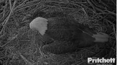 2022-11-30 09_55_58-Southwest Florida Eagle Cam - Cam 1 - YouTube – Maxthon.jpg