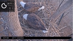 2022-12-02 23_17_00-Port Tobacco Eagle Cam - YouTube – Maxthon.jpg