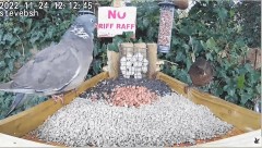 2022-12-06 20_38_43-bird table watch LIVE new table test run - YouTube – Maxthon.jpg