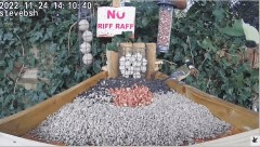 2022-12-06 20_40_24-bird table watch LIVE new table test run - YouTube – Maxthon.jpg