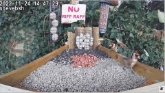 2022-12-06 20_40_58-bird table watch LIVE new table test run - YouTube – Maxthon.jpg