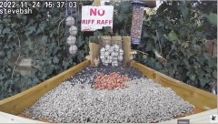 2022-12-06 20_42_05-bird table watch LIVE new table test run - YouTube – Maxthon.jpg