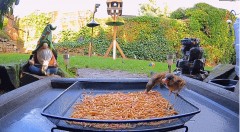 2022-12-06 21_16_11-Ground Feeding Webcam in Sheffield, England. Birds, Squirrels, Badgers, Foxes an.jpg