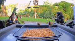 2022-12-06 21_16_32-Ground Feeding Webcam in Sheffield, England. Birds, Squirrels, Badgers, Foxes an.jpg
