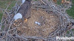 2022-12-07 21_39_10-Southwest Florida Eagle Cam - Cam 1 - YouTube – Maxthon.jpg