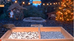 2022-12-09 10_06_02-YouTube - LIVE 4K Wild Animal & Bird Feeder Cam - Hedgehog & Bird Watching - You.jpg