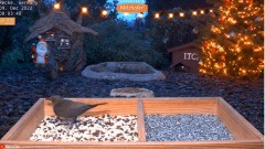 2022-12-09 10_06_10-YouTube - LIVE 4K Wild Animal & Bird Feeder Cam - Hedgehog & Bird Watching - You.jpg