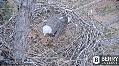 2022-12-13 23_23_44-Berry College Eagle Cams - 2022 – Maxthon.jpg