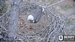 2022-12-13 23_25_38-Berry College Eagle Cams - 2022 – Maxthon.jpg