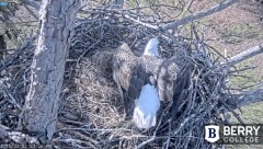 2022-12-15 23_15_11-Berry College Eagle Cams - 2022 – Maxthon.jpg