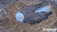 2022-12-21 22_45_58-Southwest Florida Eagle Cam - Cam 1 - YouTube – Maxthon.jpg