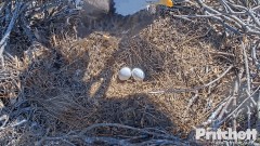 2022-12-27 22_11_59-Southwest Florida Eagle Cam - Cam 1 - YouTube – Maxthon.jpg