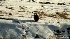 2022-12-30 23_30_38-Decorah Eagles - North Nest powered by EXPLORE.org - YouTube – Maxthon.jpg