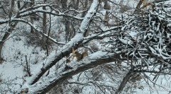 2023-01-06 21_13_43-Decorah Eagles - North Nest powered by EXPLORE.org - YouTube – Maxthon.jpg