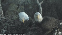 2023-01-09 23_45_44-NEFL Cam 1 - Live Bald Eagle Cam - YouTube – Maxthon.jpg