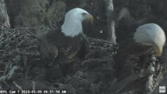 2023-01-09 23_45_50-NEFL Cam 1 - Live Bald Eagle Cam - YouTube – Maxthon.jpg