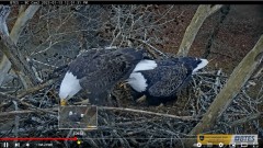 2023-01-13 23_33_08-Bluff City Cam 2_ ETSU Eagle Cameras - YouTube – Maxthon.jpg