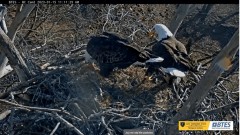 2023-01-15 23_19_29-Bluff City Cam 2_ ETSU Eagle Cameras - YouTube – Maxthon.jpg