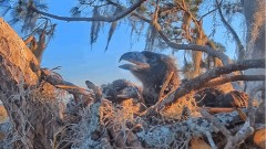 2023-01-20 23_04_29-(1) SuperBeaks Live Cam Bald Eagle Nest ! New Eaglets! #bobblehead #eagle #lives.jpg