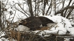 2023-01-28 23_46_51-Decorah Eagles - North Nest powered by EXPLORE.org - YouTube – Maxthon.jpg