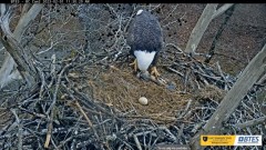 2023-02-01 22_13_37-Bluff City Cam 2_ ETSU Eagle Cameras - YouTube – Maxthon.jpg