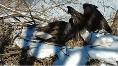 2023-02-01 23_01_15-Decorah Eagles - North Nest powered by EXPLORE.org - YouTube – Maxthon.jpg