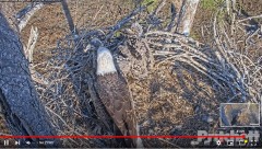 2023-02-06 23_37_16-Southwest Florida Eagle Cam - Cam 1 - YouTube – Maxthon.jpg