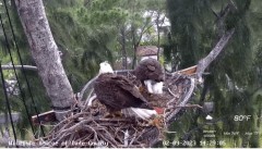 2023-02-09 22_52_03-Wildlife Rescue of Dade County Eagle Nest Cam - YouTube – Maxthon.jpg