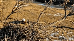 2023-02-19 21_52_31-Decorah Eagles - North Nest powered by EXPLORE.org - YouTube – Maxthon.jpg