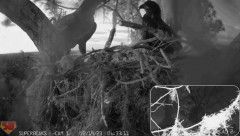 2023-02-19 22_17_34-SuperBeaks Live Cam Bald Eagle Nest ! Eaglets! #LearningToFly #eagle #livestream.jpg