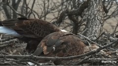 2023-02-20 22_54_37-Decorah Eagles - North Nest powered by EXPLORE.org - YouTube – Maxthon.jpg