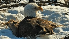 2023-02-25 23_12_16-Decorah Eagles - North Nest powered by EXPLORE.org - YouTube – Maxthon.jpg