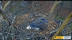 2023-02-25 23_55_17-(1) Bluff City Cam 2_ ETSU Eagle Cameras - YouTube – Maxthon.jpg